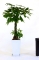 パキラ110cm【陶器鉢入】【白】【観葉植物】